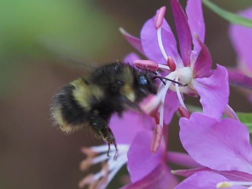 Sitka Bumble Bee photo 5