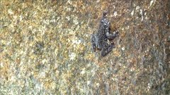 Amolops hongkongensis