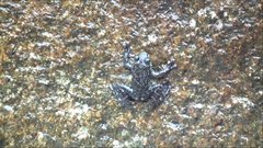 Amolops hongkongensis