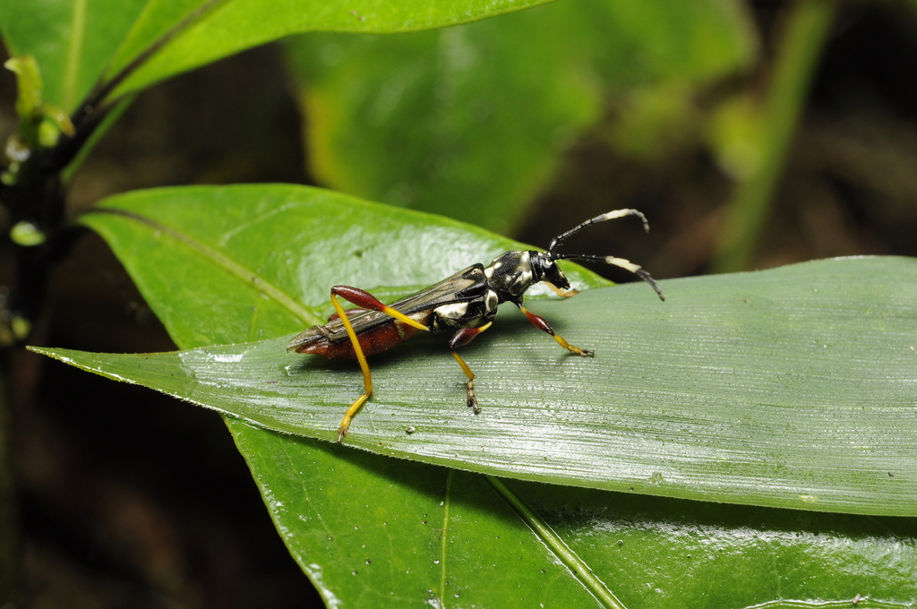 Odontocera albicans