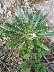 Ptilostemon casabonae