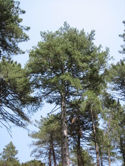 Pinus nigra laricio