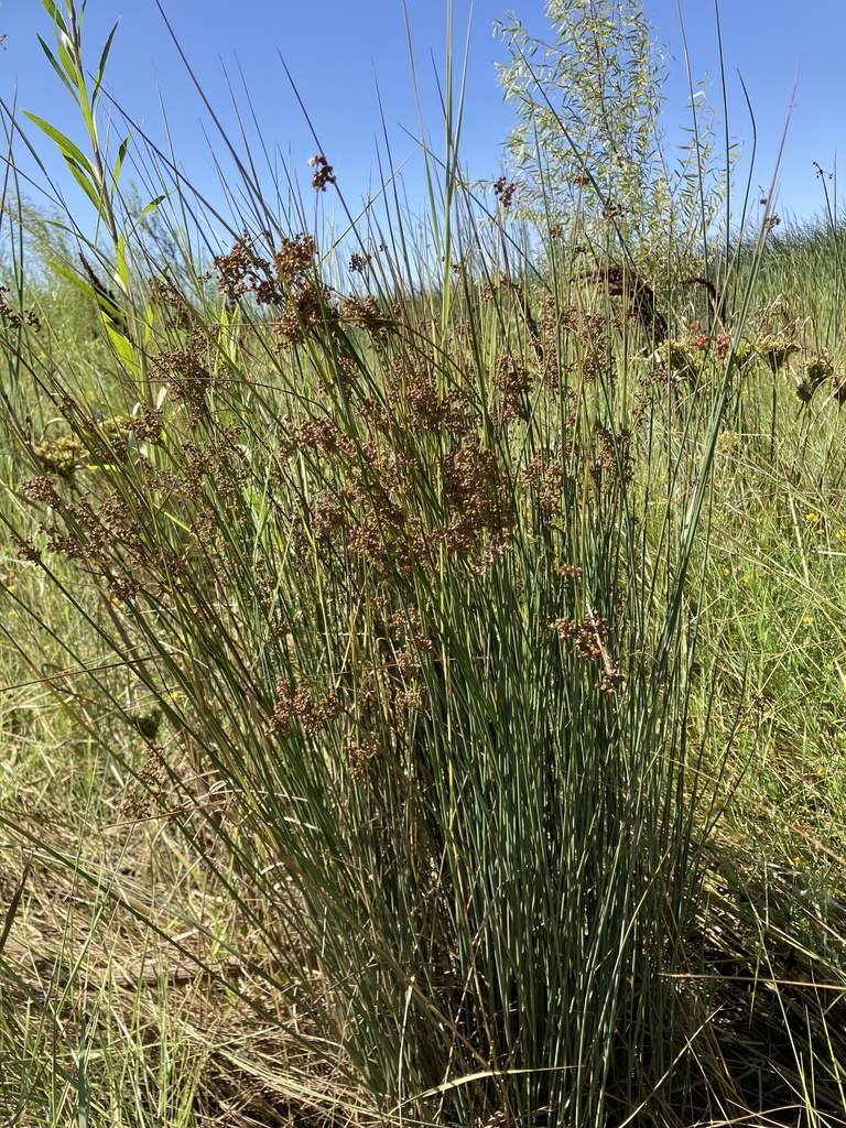rushes from Stickney Way, Oakley, CA, US on July 29, 2023 at 1040 AM