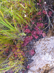 Drosera admirabilis