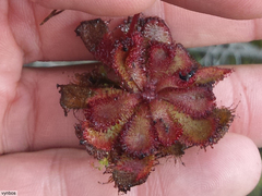 Drosera admirabilis