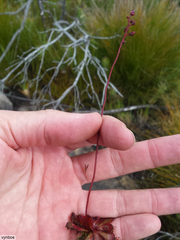 Drosera admirabilis