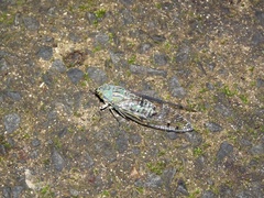 Orientopsaltria