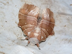 Lebeda cognata