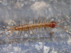 Gosibius paucidens