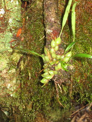 Dendrochilum