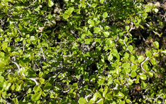 Pseudoziziphus parryi