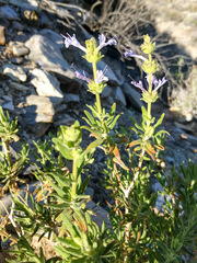 Salvia eremostachya