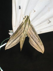 Cechetra lineosa