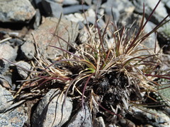 Agrostis muelleriana