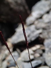 Agrostis muelleriana