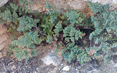 Argyrochosma jonesii