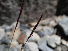 Agrostis muelleriana