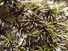 Celmisia laricifolia