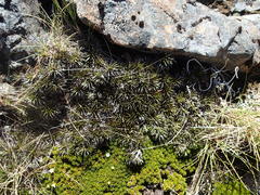 Celmisia laricifolia