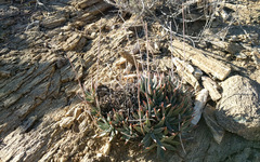 Dudleya saxosa