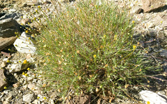 Acamptopappus sphaerocephalus