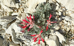 Astragalus coccineus