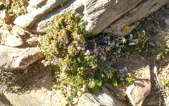 Selaginella eremophila