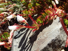 Epilobium rubro-marginatum