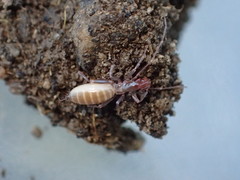 Hubbardia pentapeltis