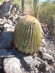 Ferocactus diguetii