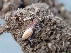 Hubbardia pentapeltis