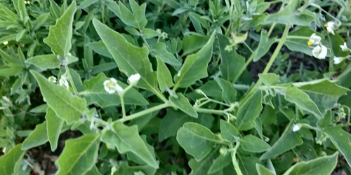 inland nightshade (Solanum interius)