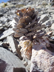 Notothlaspi rosulatum