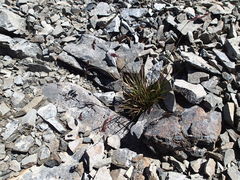 Poa novae-zelandiae