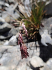 Poa novae-zelandiae