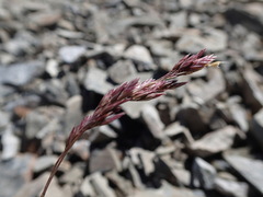 Poa novae-zelandiae