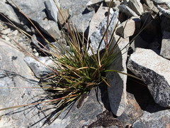 Poa novae-zelandiae