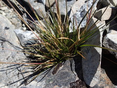 Poa novae-zelandiae