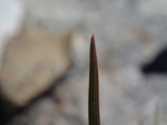 Poa novae-zelandiae