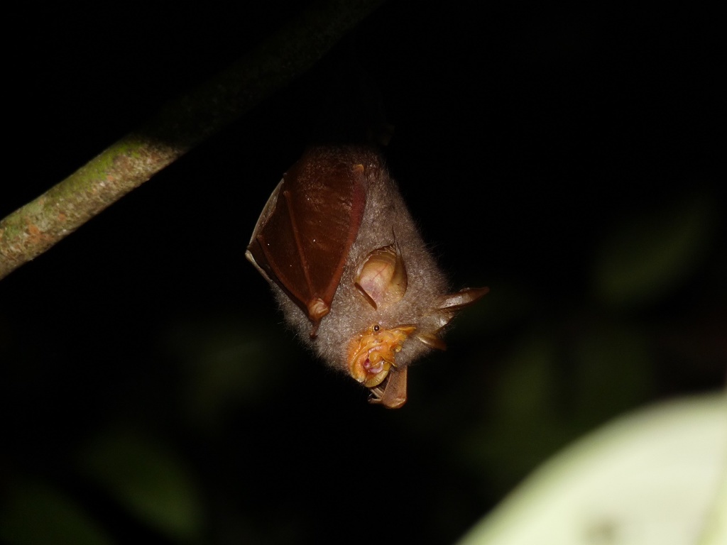 Trefoil Horseshoe Bat