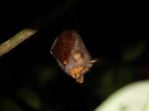 Trefoil Horseshoe Bat