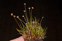 Juncus antarcticus