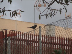 Turdus merula cabrerae