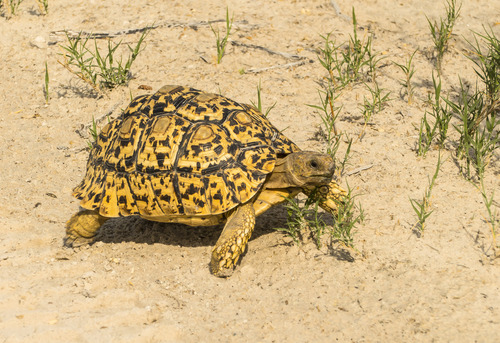 Leopard Tortoise