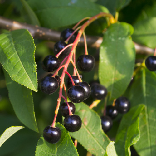 Paprastoji ieva nuotrauka
