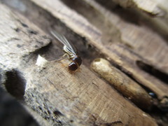 Kalotermes dispar