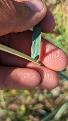 Image of Andropogon hallii by (c) Esben Kjaer, some rights reserved (CC BY)