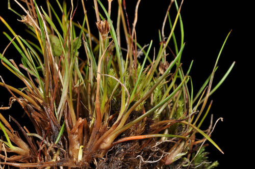How to identify Juncus antarcticus Hook.