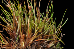 Juncus antarcticus
