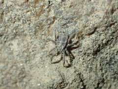 Caeculidae